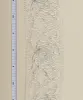 Coquette Irisée 1 10 cm